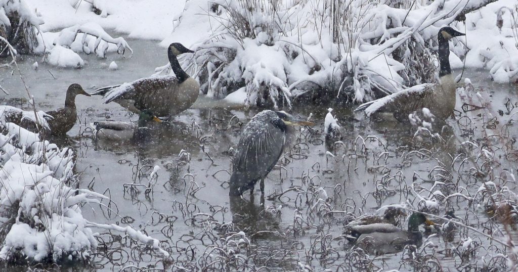 A heron stands in a pond as ducks and geese travel past as it snows in Concord, N.C., Wednesday, Jan. 17, 2018. The National Weather Service issued winter storm warnings or winter weather advisories for almost all of North Carolina for Wednesday. (AP Photo/Chuck Burton)
